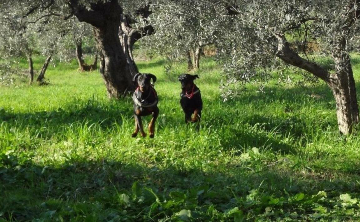 Dolce Vita Кампилья-Мариттима Экстерьер фото